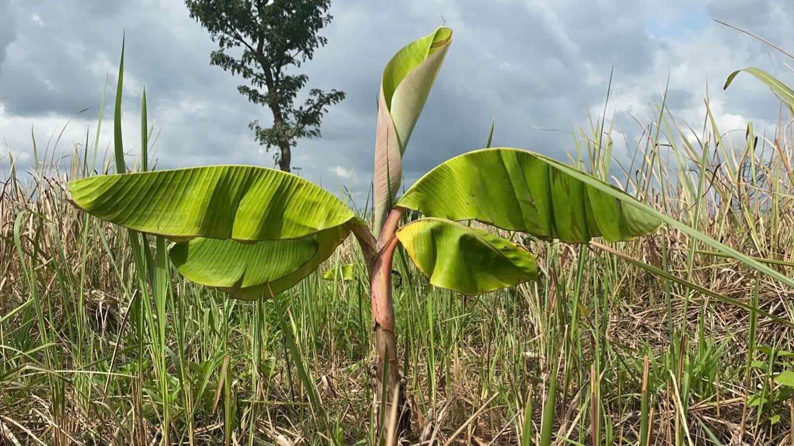 Garden of wedo farms